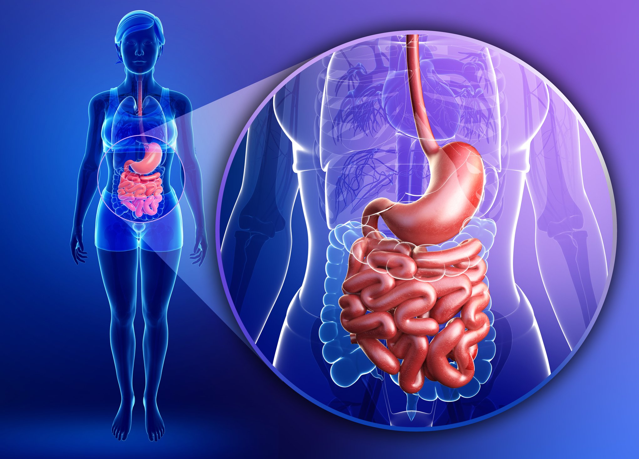 Donde esta pirineo cuerpo humano