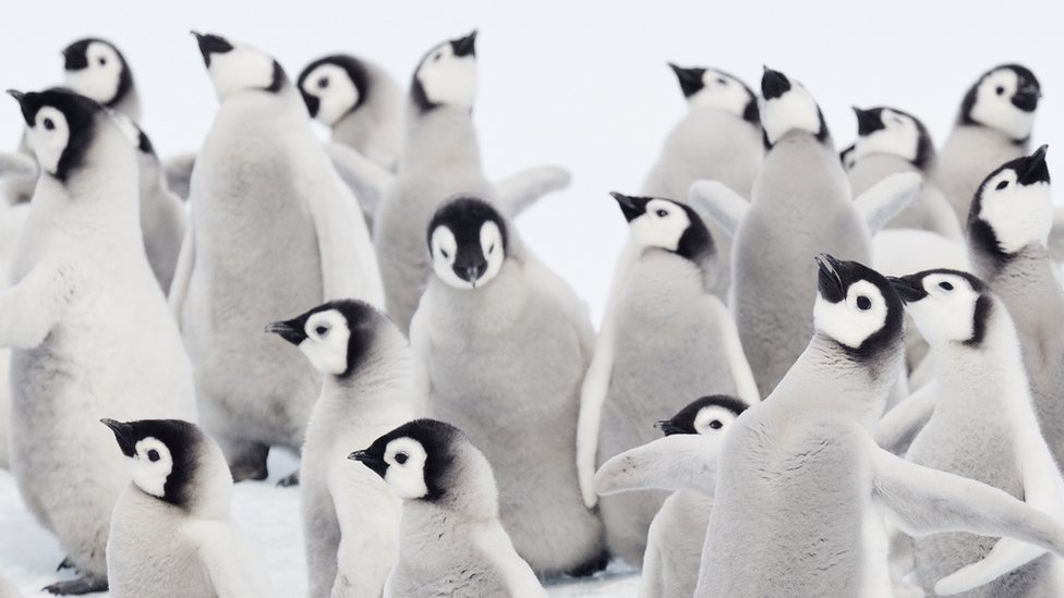 images of penguins