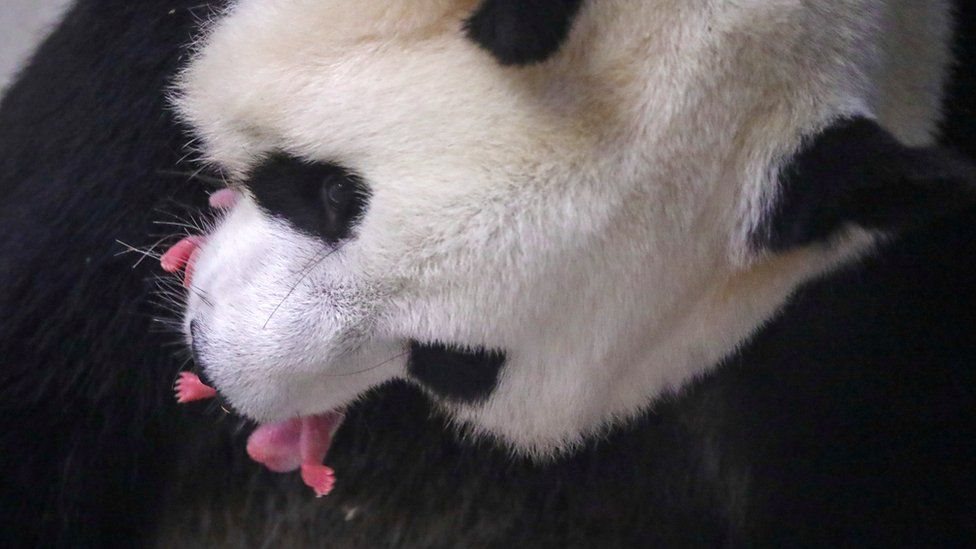 panda, belgia