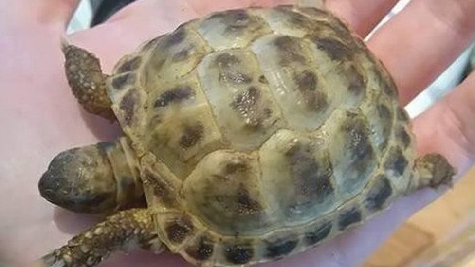 baby tortoise pet