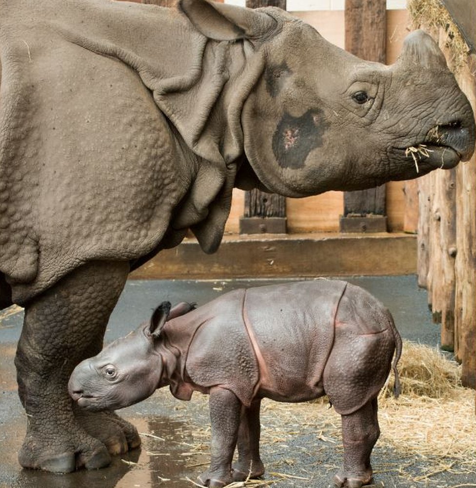 Новорожденный детеныш индийского носорога и мать Сето