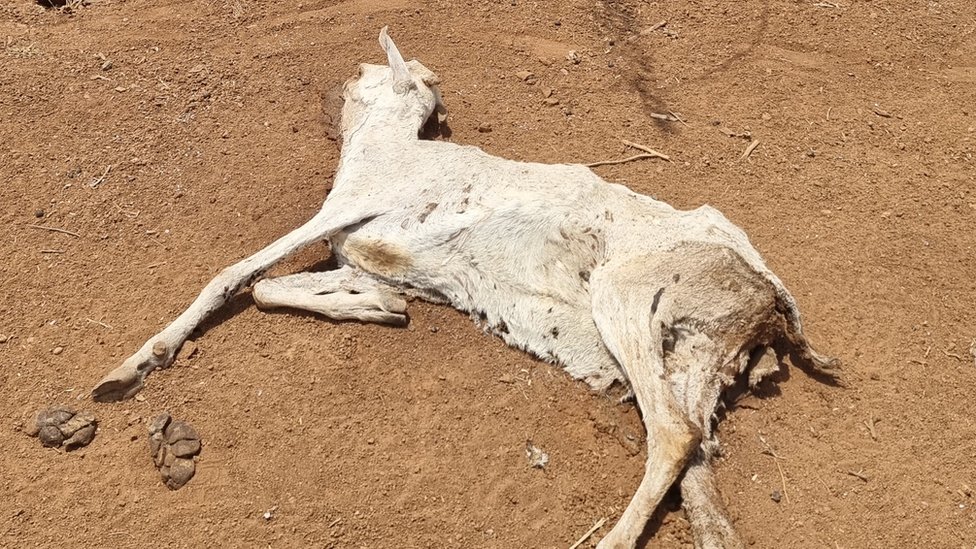 Cabra muerta en un camino seco de Somalia