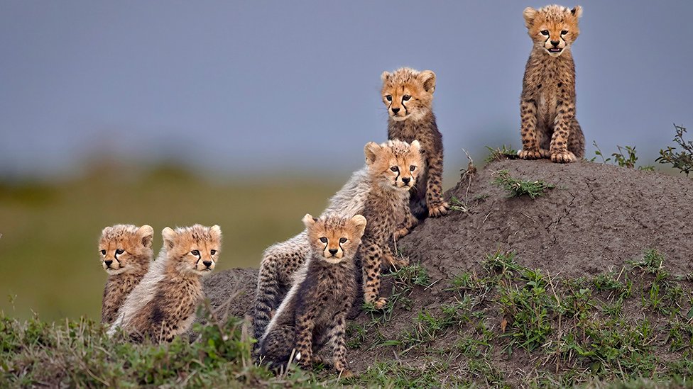 baby cheetahs in the wild