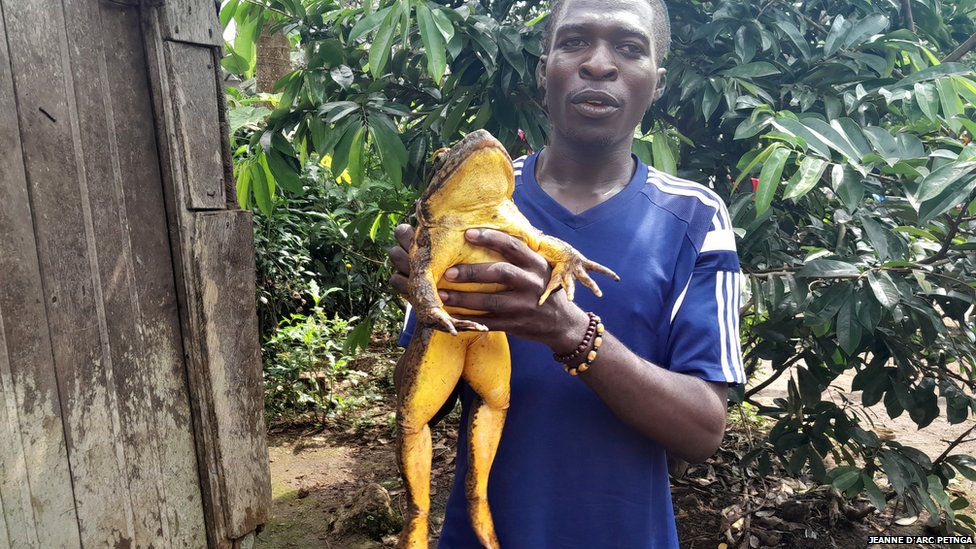 Cedric Fogwan holding goliath frog
