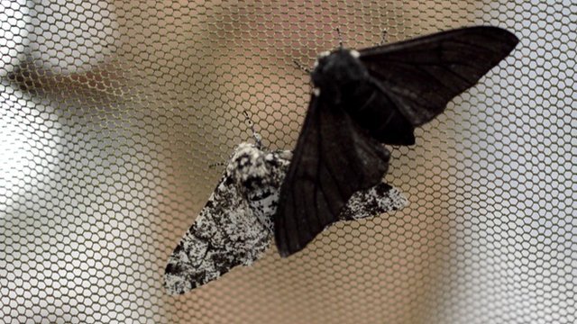 Peppered moths (c) University of Liverpool