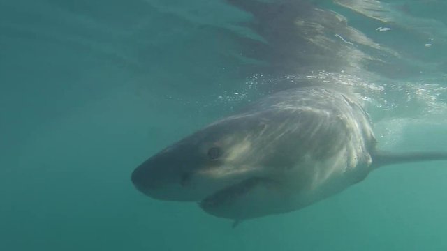 Great White Shark facing 'extinction' in South Africa - BBC News