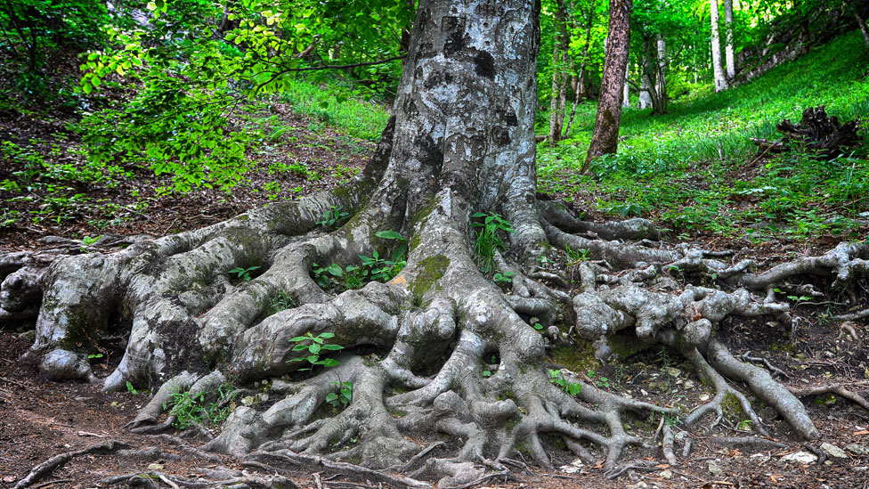 El increíble resto de árbol moribundo que se mantiene vivo gracias a sus  vecinos en el bosque - BBC News Mundo