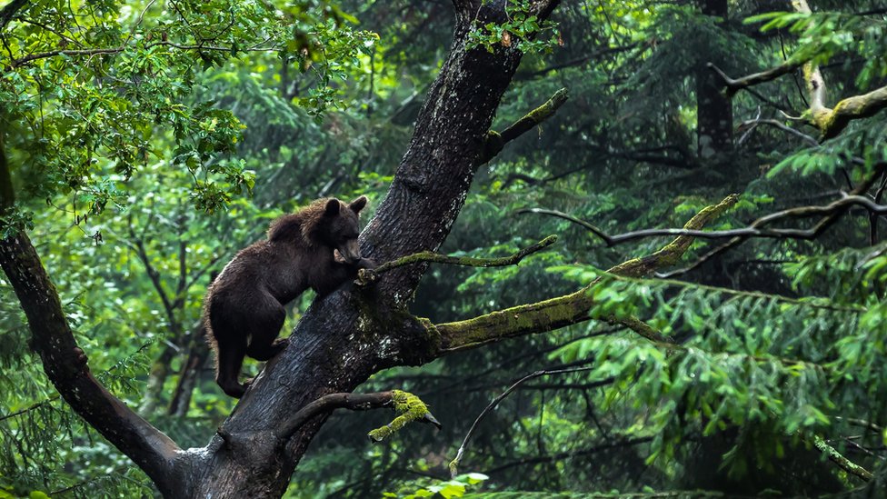 Medved na drvetu