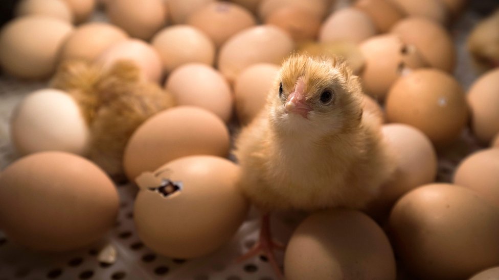 Цыпленок стоит среди яиц, выводимых в инкубаторе на Сельскохозяйственной ярмарке в Париже в феврале 2017 года.