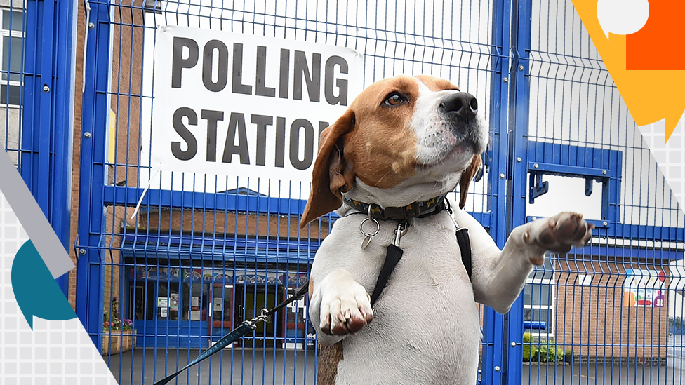 Собака на избирательном участке