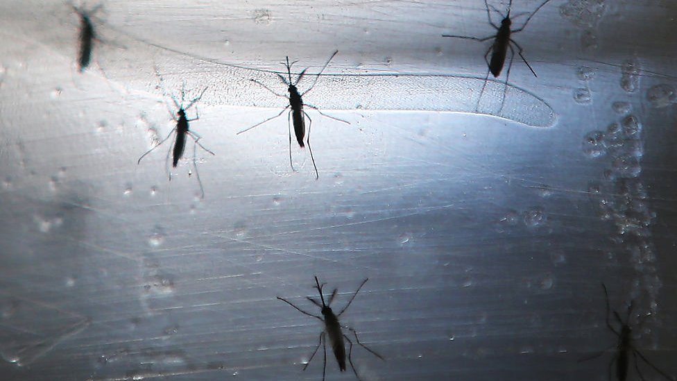 Комары Aedes aegypti обнаружены в лаборатории Института Фиокруз 2 июня 2016 г.