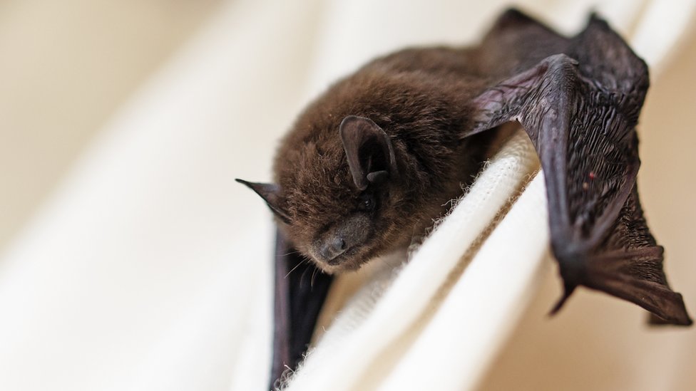 Bat Night Walks At Queen Mother S Former Highland Home c News