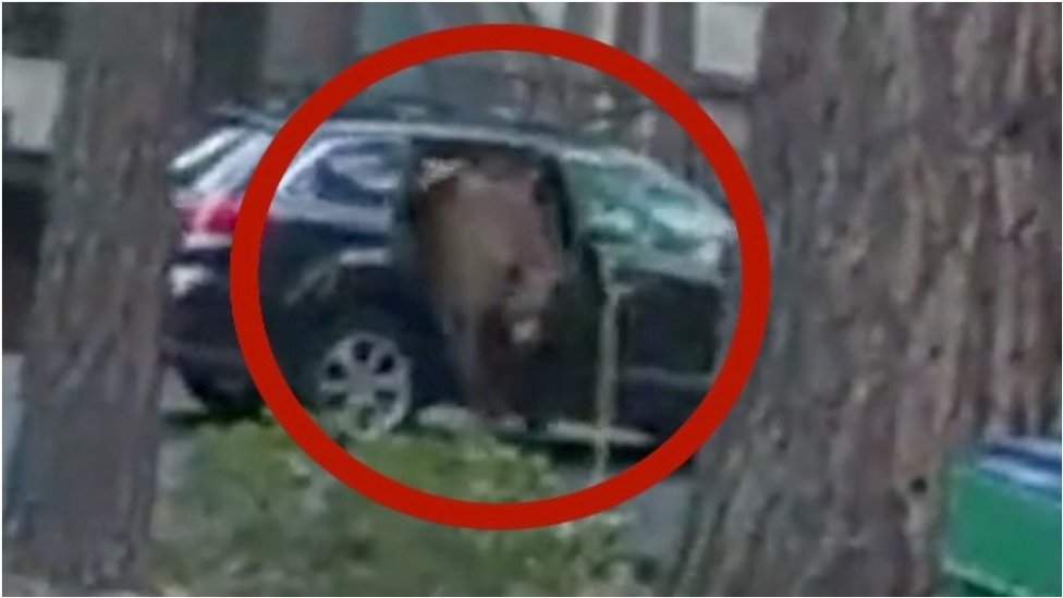 See how police carefully freed a bear trapped inside a car