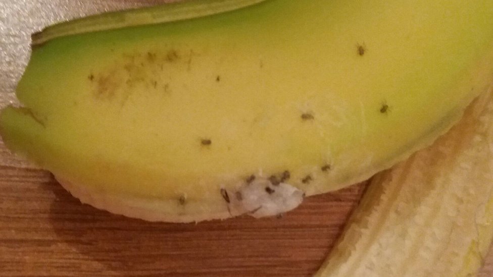 'Deadly spiders' in banana force family from County Durham home BBC News