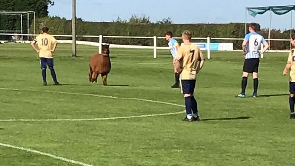Alpaca on the pitch