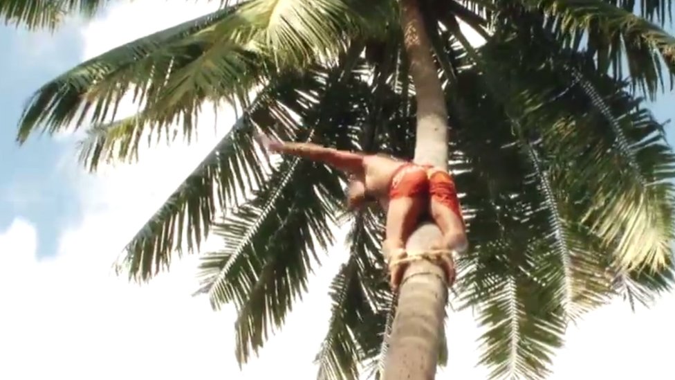 Cook Islander Tops The World Of Coconut Tree Climbing c News