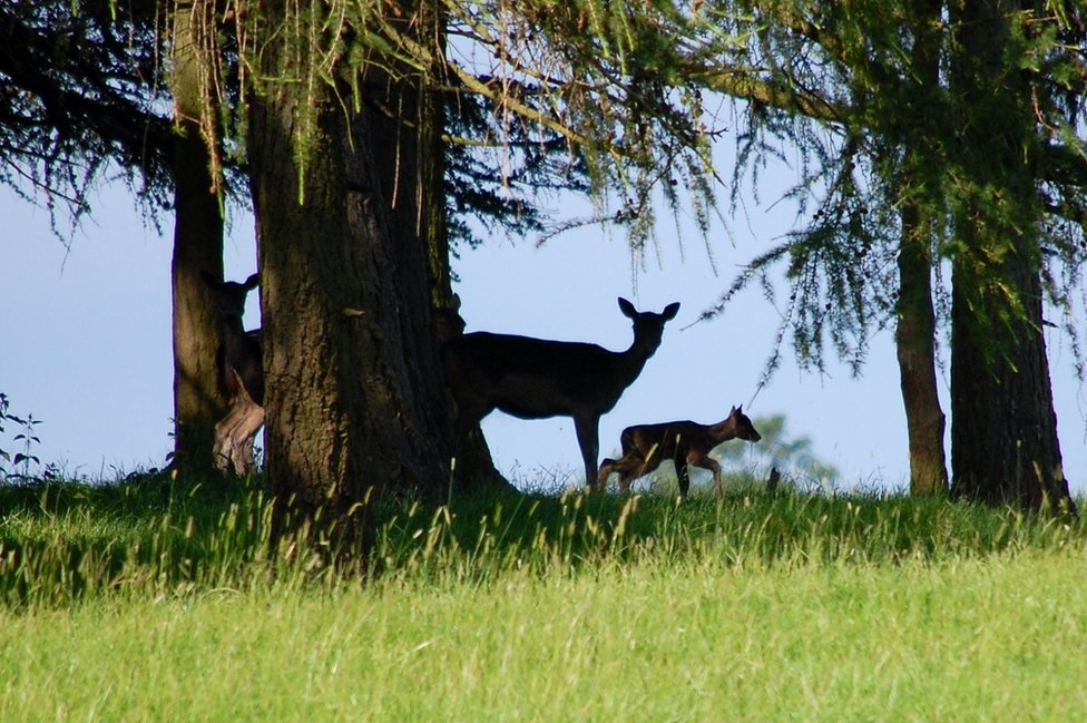 Venado y su cachorro