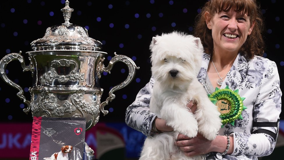 best in show crufts winners