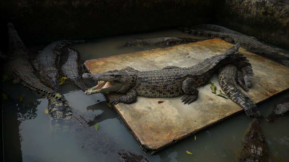 Cocodrilos en Indonesia