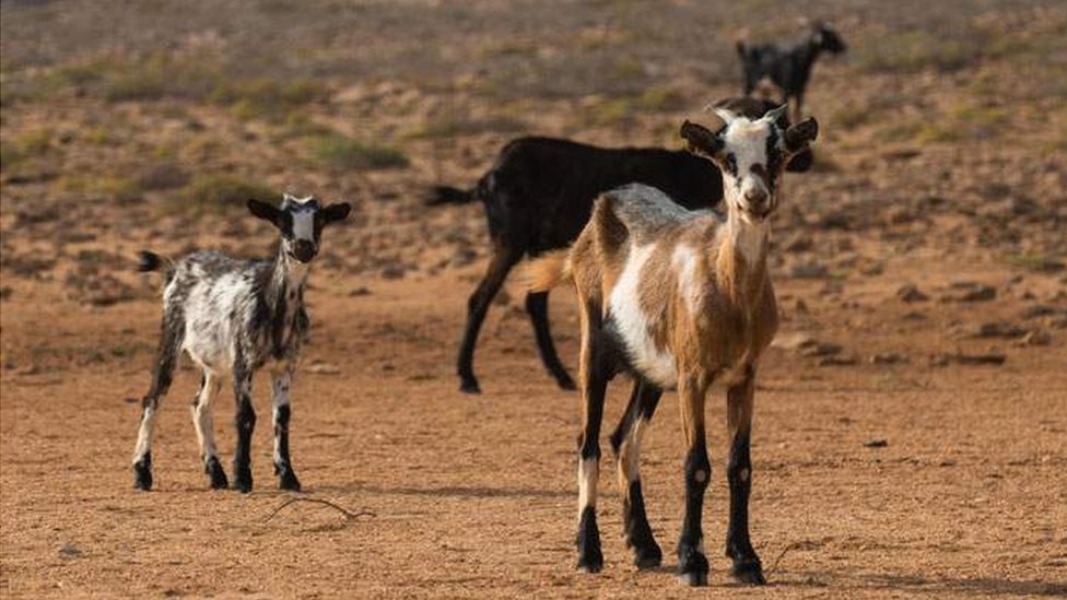 Los yihadistas cazaban todo lo que se les cruzaba por el camino, según contó McGown. Cabras en el desierto.