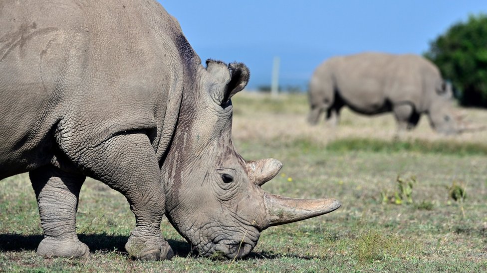 Northern white rhinos: The audacious plan that could save a species - BBC  News
