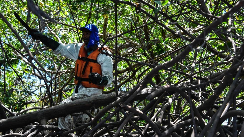 A volunteer removes spilled crude oil from mangroves, in Cabo de Santo Agostinho, Pernambuco state, in Brazil, on October 31, 2019