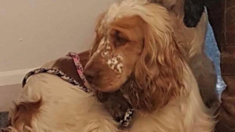 local cocker spaniel breeders