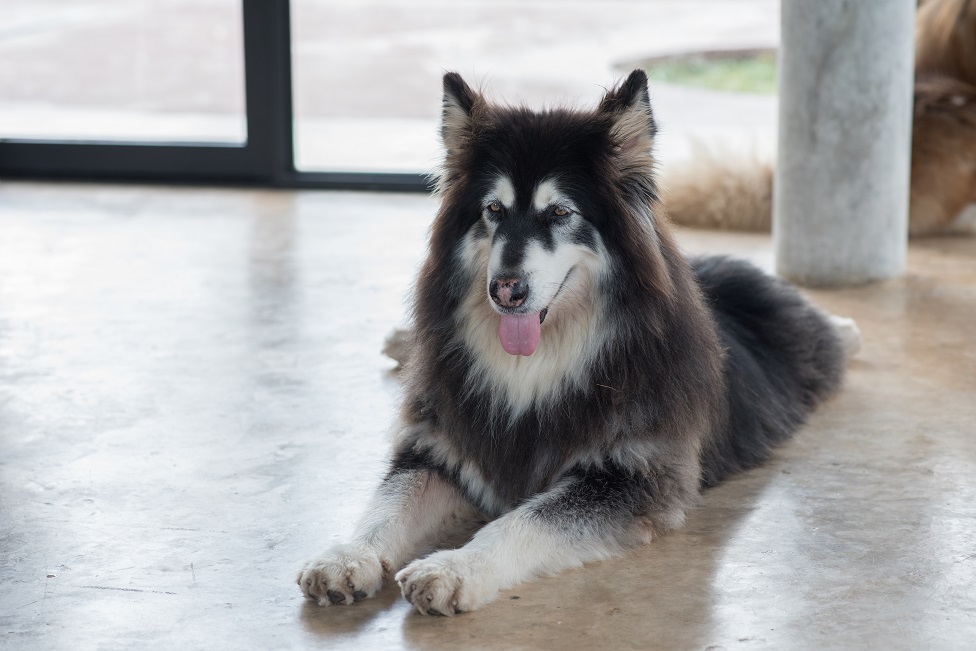 An Alaskan Malamute dog, sitting on an office floor and looking for people