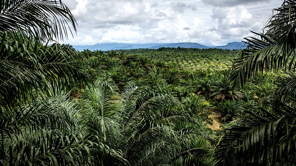 A view of palm oil plantation in Aceh province, Indonesia