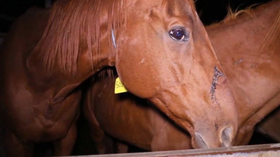 A racehorse in a pen at an Queensland abattoir accused of slaughtering horses