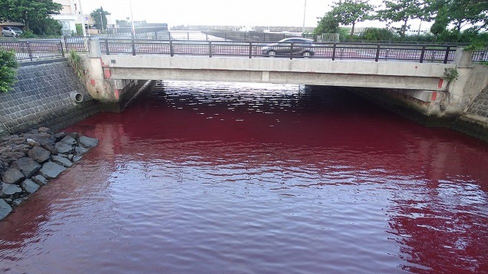 Japan: Okinawa port turns blood red after beer factory leak