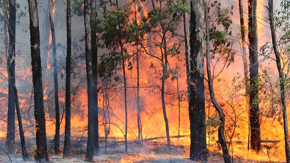 Avustralya'da orman yangını