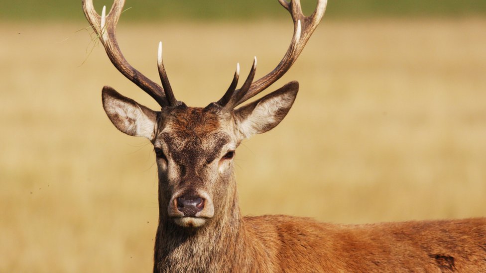 Australia deer attack kills man and injures woman - BBC News