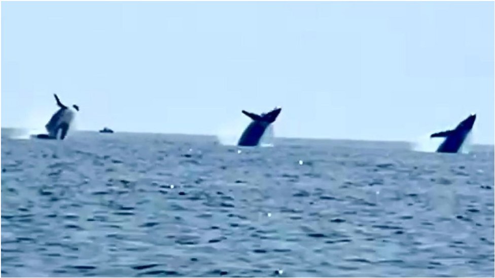 Watch ‘epic’ moment three whales breach in unison