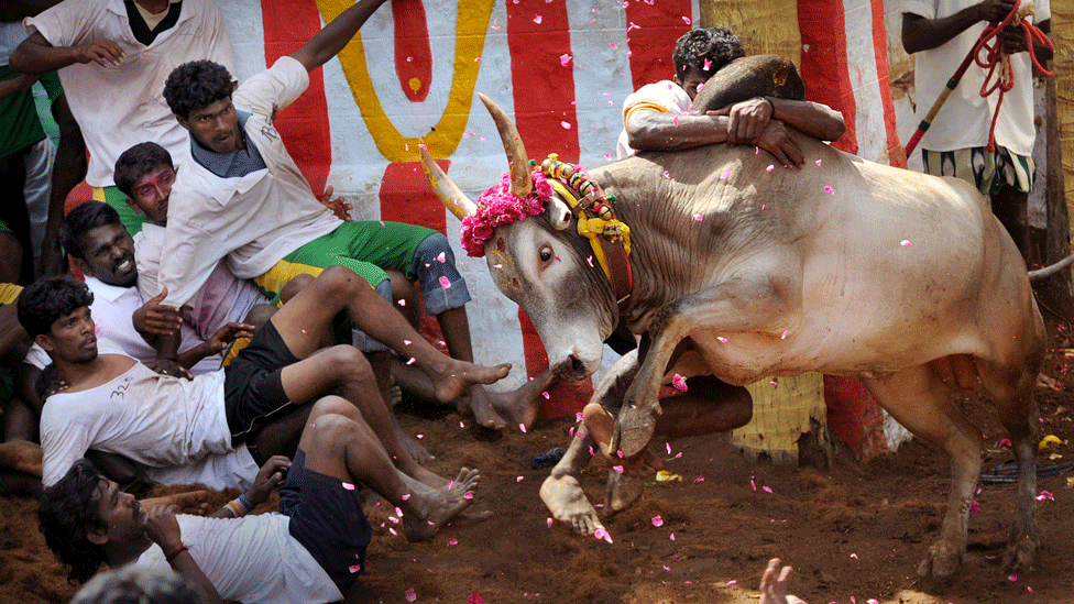 Все взгляды на быков - участников конкурса Джалликатту в Тамил Наду (фото из архива)