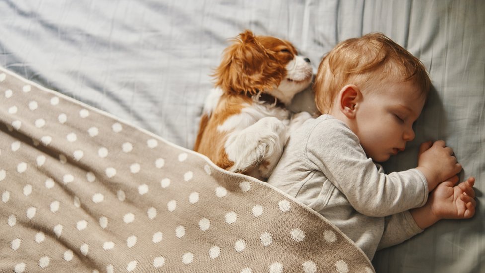 Un perro durmiendo al lado de un bebé.