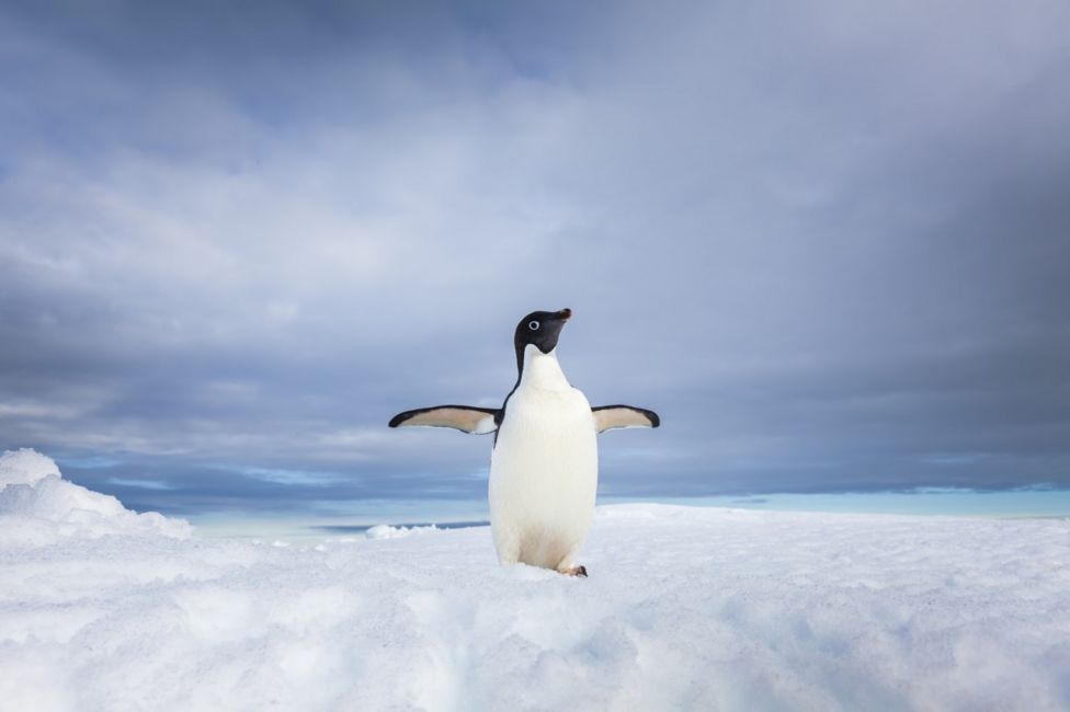 Antarktika'da bir penguen