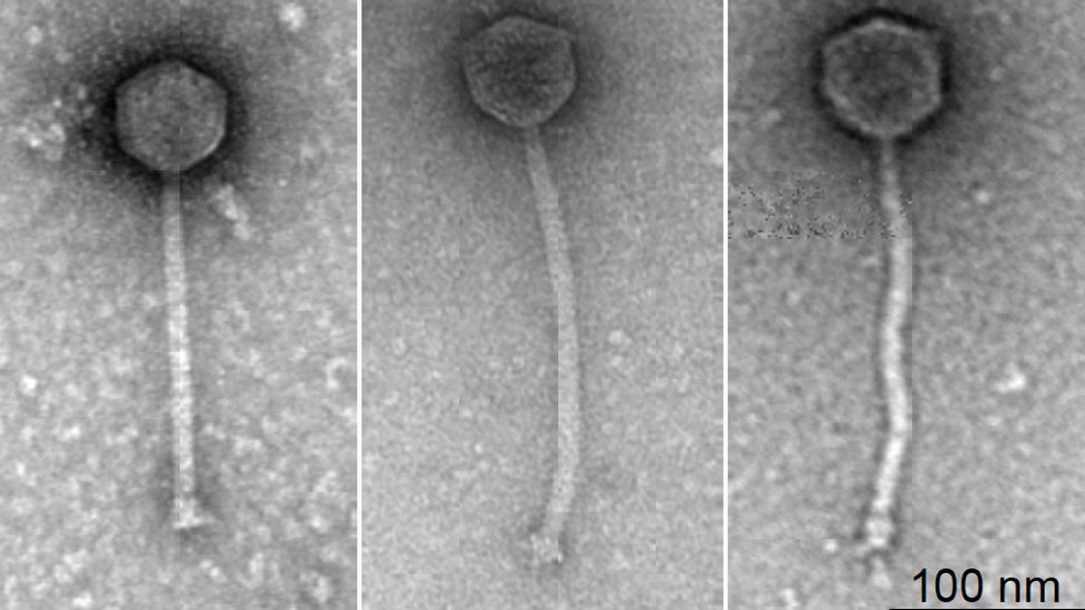 Los tres fagos.