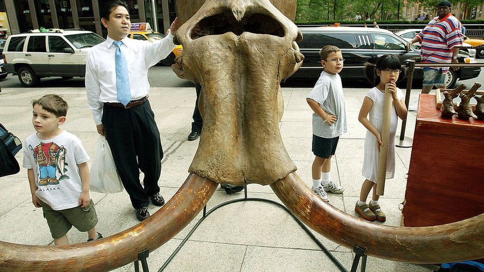 Cráneo de mamut en Nueva York