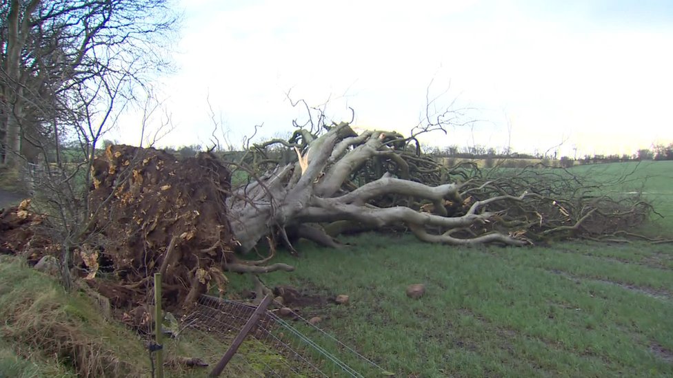 Dark hedge tree