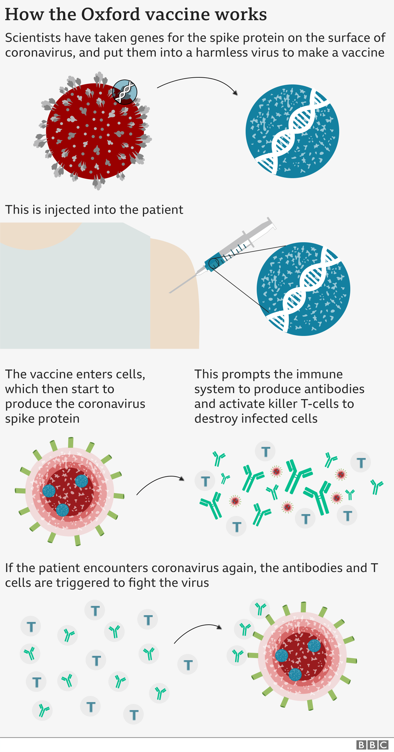 Covid Oxford Vaccine Shows Encouraging Immune Response In Older Adults Bbc News