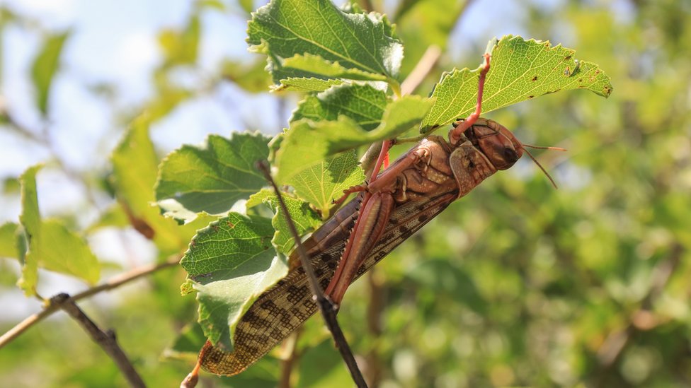 A locust on a branch