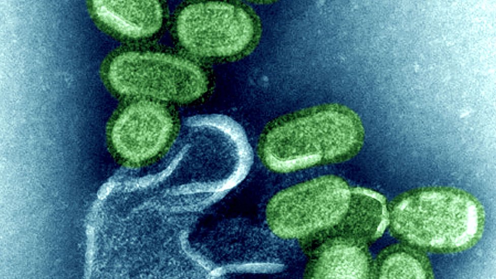 Virus de la gripe española