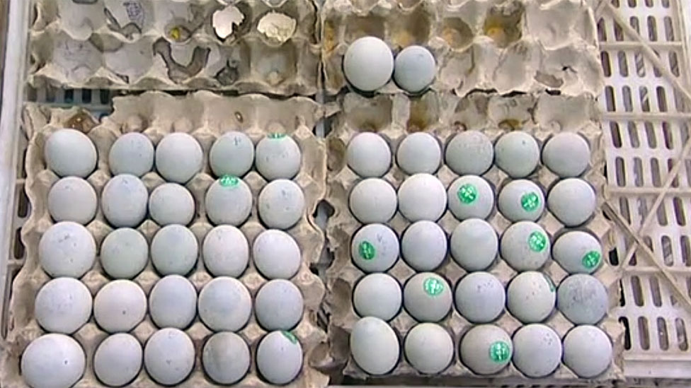 Eggs in groups of 5