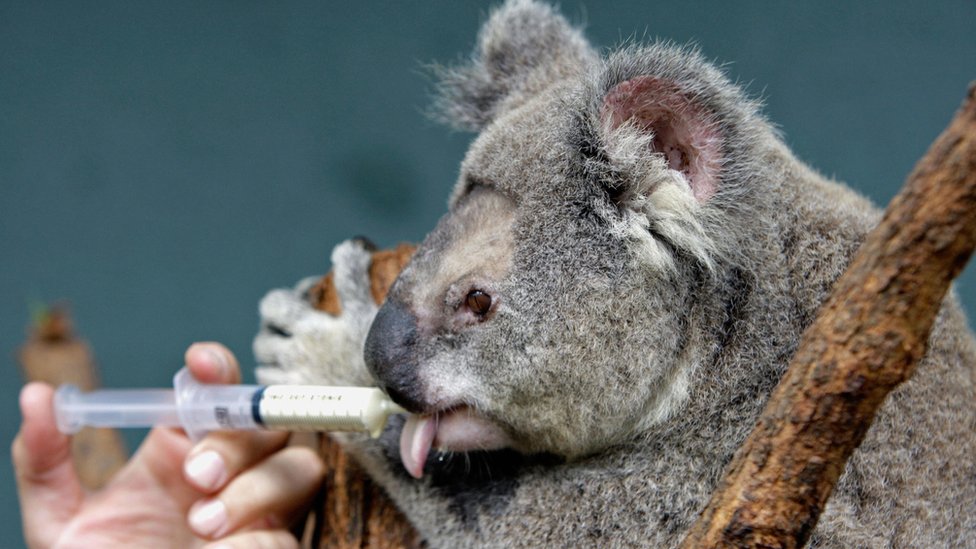 Koala prima vakcinu
