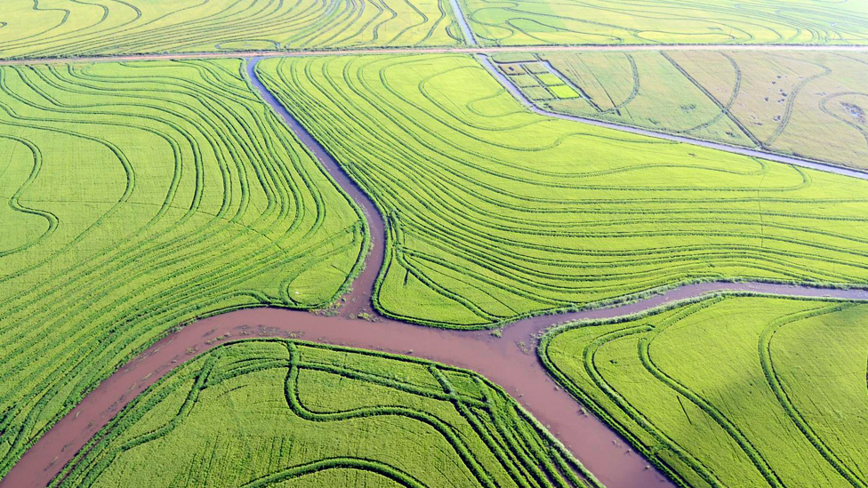 Campos con extensas plantaciones de arroz en Uruguay