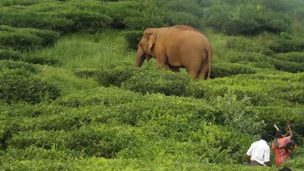 Ganesan in the tea garden