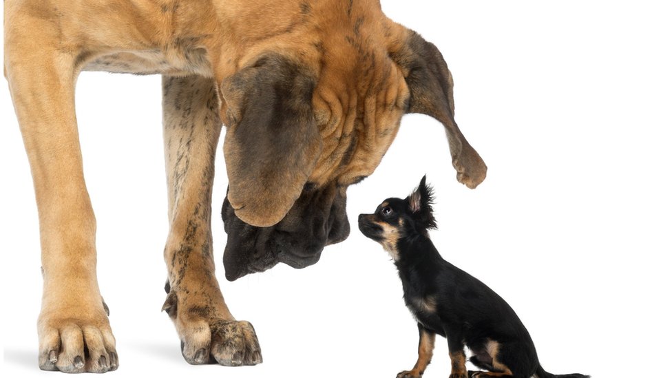 A Great Dane looks at a Chihuahua