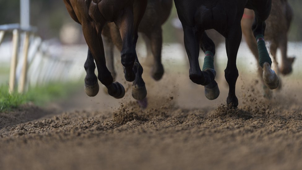 Horse racing: Thousands of racehorses killed in slaughterhouses