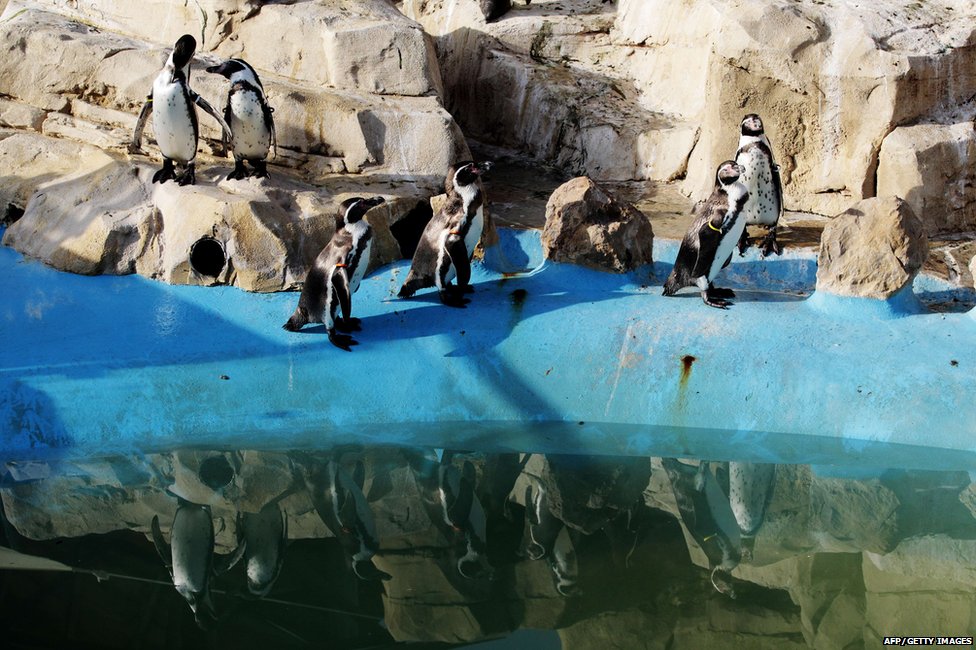 Пингвины в Marineland